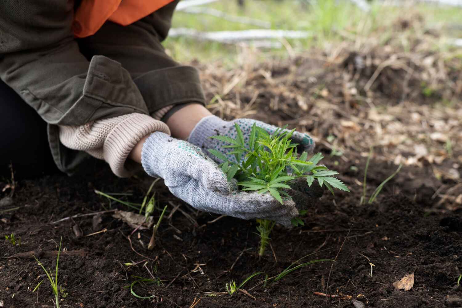 Best Tree Care Services  in South Monroe, MI